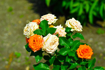 Orange and light pink flowers on a rose Bush in the garden