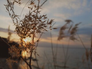 reeds at sunset