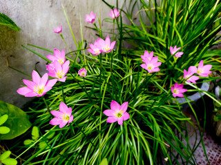 Zephyranthes rosea, commonly known as the Cuban zephyrlily, rosy rain lily, rose fairy lily, rose zephyr lily