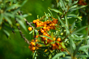 Juicy orange fruits of sea buckthorn on a green Bush in summer