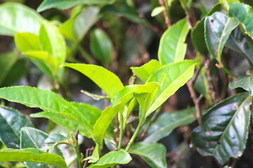 Close-up of a green tea leaf branche plant, in a plantation on the hills mountains in Sri Lanka, Asia.