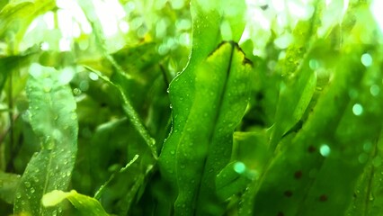 Green leaf with dew after the rain.