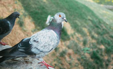 A pigeon sitting on a bridge