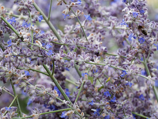 (Perovskia atriplicifolia 'Blue Spire') Sauge d'Afghanistan aux panicules de petites fleurs tubulées bleu lavande, calice mauve, sur tiges souples et duveteuses