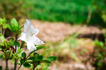 White flower in the garden