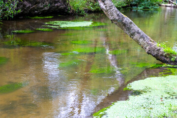 Idyllic creek with curved trees over the river for hiking-tours and canoe trips in a protected landscape on a calm river through a healthy environment and wilderness or forests in summer and fall