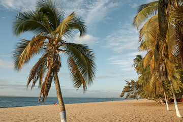 Tropical beach with palm trees and sand.