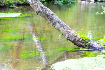 Idyllic creek with curved trees over the river for hiking-tours and canoe trips in a protected landscape on a calm river through a healthy environment and wilderness or forests in summer and fall