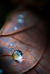 Gota de trópico