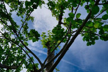Tree and green leaves against blue sky