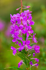 Inflorescence, IVAN- tea (Chamerion angustifolium)