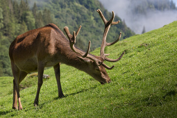 Kapitaler Rothirsch beim äsen.