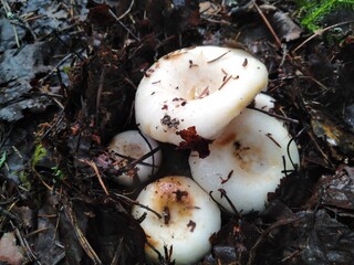 mushroom in the forest