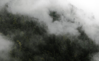 Fototapeta na wymiar El bosque de niebla de las altas montañas mexicanas 