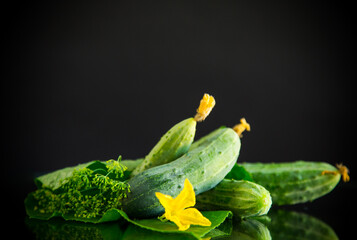 fresh natural green cucumbers on a black