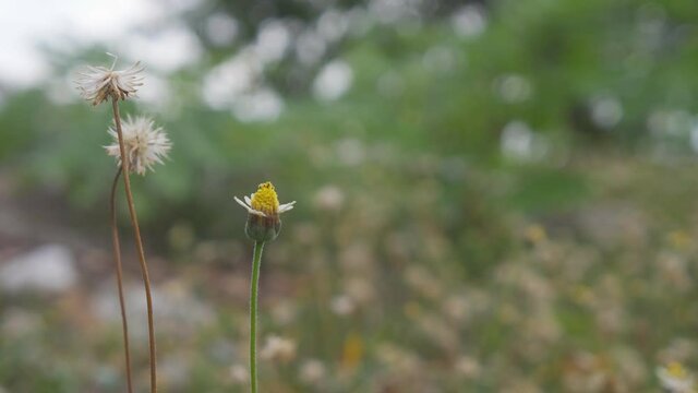 dirty grass flower with wind blowing