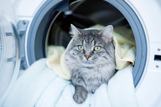 Cute fluffy cat lying inside laundry washer. Tabby lovely kitten with big eyes and long gray hair. Preparing the wash cycle. Washing machine. Housework concept.