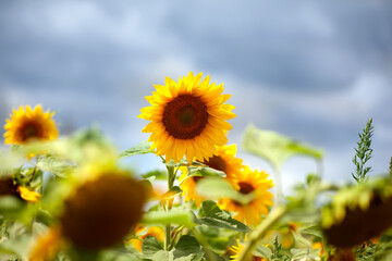 
The tallest sunflower in a field against a stormy sky
