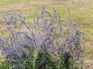 (Perovskia atriplicifolia) Tiges duveteuses au petites fleurs bleu lavande de Sauge d'Afghanistan ou sauge russe au feuillage parfumé © Marc
