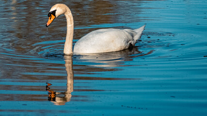 Beautiful swan with reflections at Mamming, Isar, Bavaria, Germany