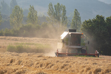 Harvesting machine in a wheat field