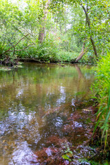 Calm floating creek with crystal clear water and idyllic scenery for a hiking tour along the waterway to relax and enjoy the nature through a green forest and a scenic wilderness with fresh air