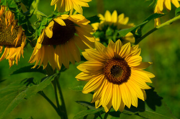 Beautiful decorative sunflowers bloom in the field.