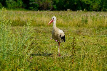 A white bird with black wing tips, a long neck, a long thin red bull, and long reddish legs.A beautiful stork walks on the green grass in a field.Photo.