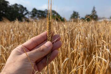 Fototapeta na wymiar Hand holding an ear of wheat upon a wheat field