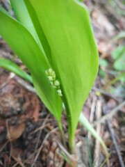 Flower bud