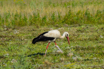 Beautiful stork hunting in the grass in the field.Photo.