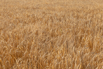 Wheat field, full of grain and ready to harvest