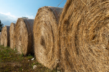 Hay rolls in a farming field