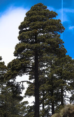 UN ARBOL DE PINUS HARTWEGII DE LAS ALTURAS