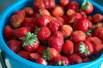 A bucket of ripe delicious strawberries