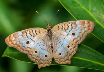 butterfly on green leaf