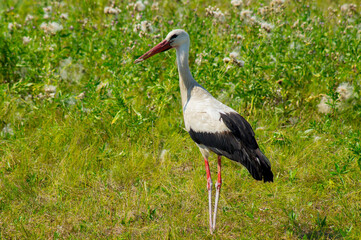A white bird with black wing tips, a long neck, a long, thin, red bill, and long reddish legs.A beautiful Stork stands in the green grass in a field.Photo.