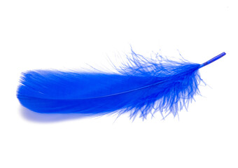 Fluffy queen blue electric color bird feather decorative style in studio isolated on the white