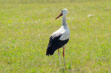 A white bird with black wing tips, a long neck, a long thin red bull, and long reddish legs.A beautiful stork walks on the green grass in a field.Photo.