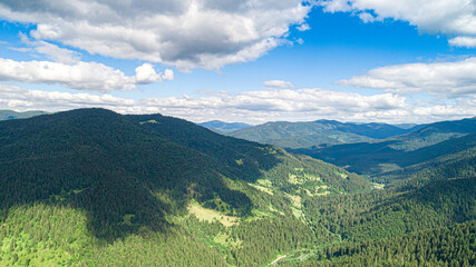 Fototapeta na wymiar Beautiful pine trees on the background of mountains. Carpathians