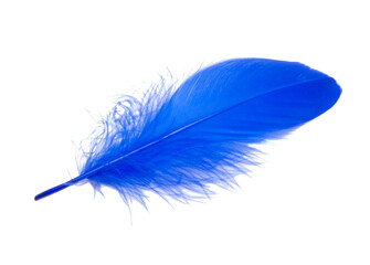 Fluffy queen blue electric color bird feather decorative style in studio isolated on the white