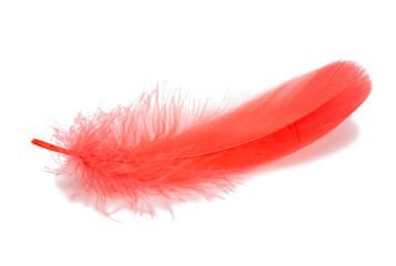 Fluffy red color bird feather decorative style in studio isolated on the white
