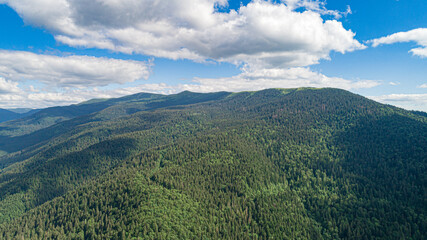 Beautiful pine trees on the background of mountains. Carpathians