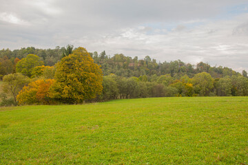 Autumn woods, yellowed tree leaves, meadow peaceful panorama