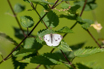 White butterfly with black dots on a stinging-nettle warms up in sunlight on a shiny summer day for pollination and mating on green leaves and a natural blurred background