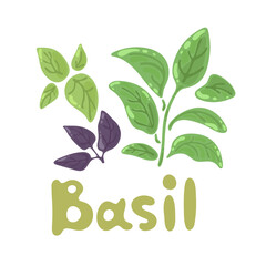 Green and purple basil leaves isolated on white background. Basil plant. Basil icon kawaii symbol design. Clip art herb, spice, Aromatic garden herb for cooking meats, stews, omelets, poultry, soups.