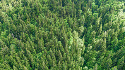 Coniferous forest. Spruce mountain forest from a bird's eye view. Photo from the drone.