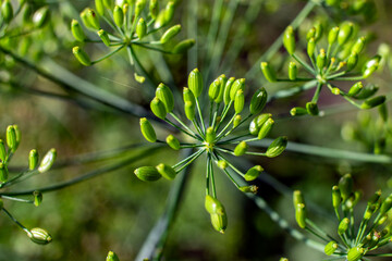 Dill seeds close up. Macro photo.