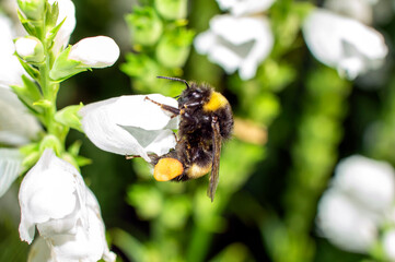 Bumblebee on a white flower collects nectar close-up. Macro photo.