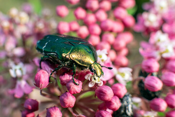 rose chafer( Cetonia aurata) on a flower. Macro photo.